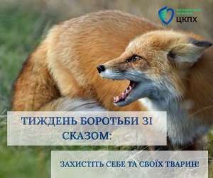 Тиждень боротьби зі сказом: що потрібно знати про небезпечну хворобу