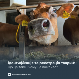 Ідентифікація та реєстрація тварин: що це таке і чому це важливо?