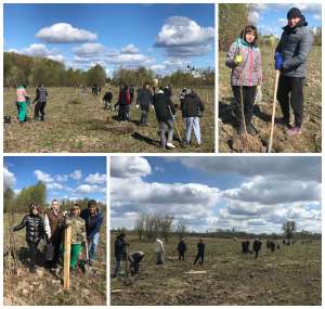 Алея лип розширюється: в Овручі відбулося продовження акції з озенення території